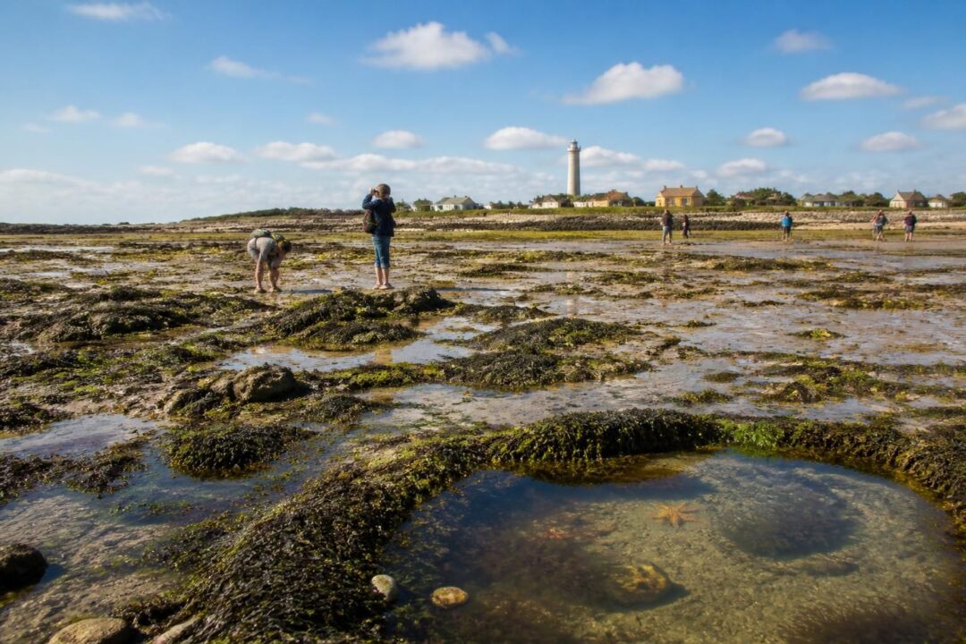 découvrez les trésors de l'île de tatihou à marée basse : explorez ses plages, observez la faune marine et profitez d'activités inédites lorsque la mer se retire.